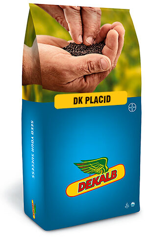 DK PLACID